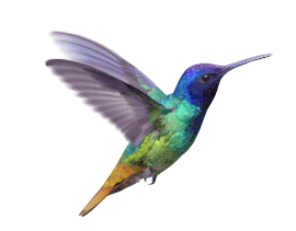 colibri brokisland inversiones